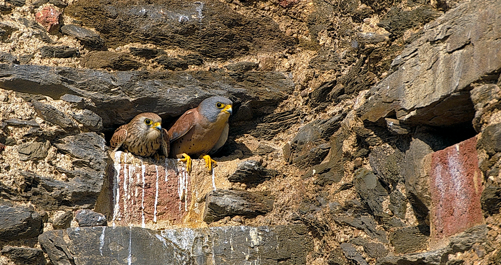 urban-birding-turismo